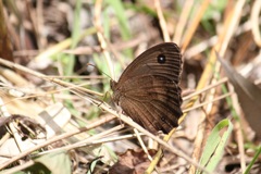 ジャノメチョウ