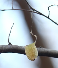 ウスタビガの空繭