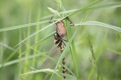 ミルンヤンマ　羽化
