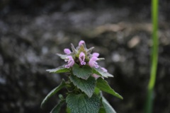 ヒメオドリコソウ