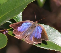ムラサキシジミ　メス