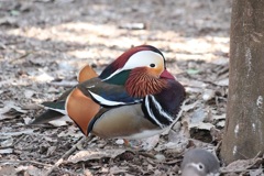 オシドリ　オス　多摩動物園
