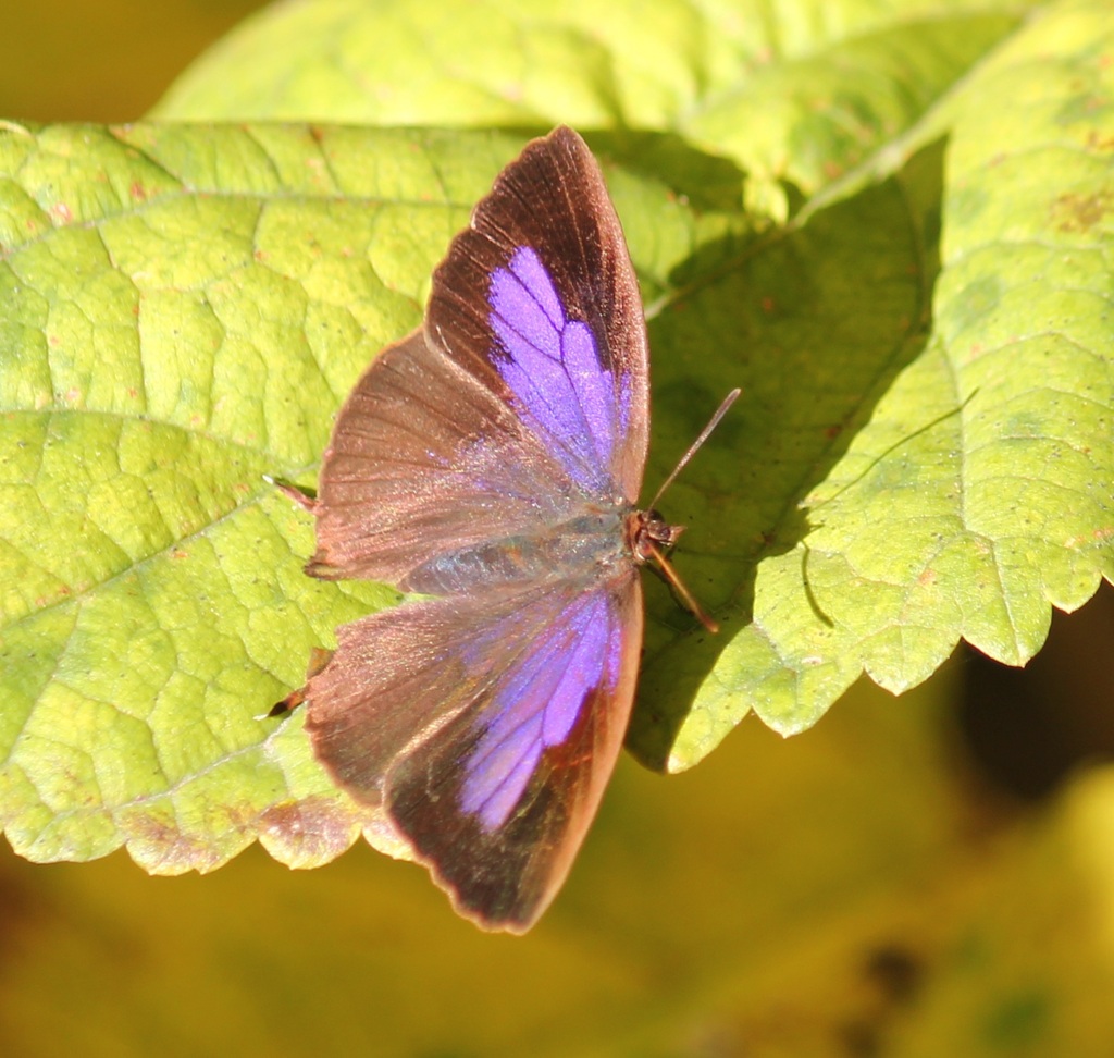 ムラサキツバメ　メス