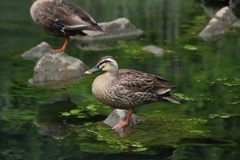 お立ち台に乗るカモ