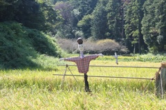 案山子