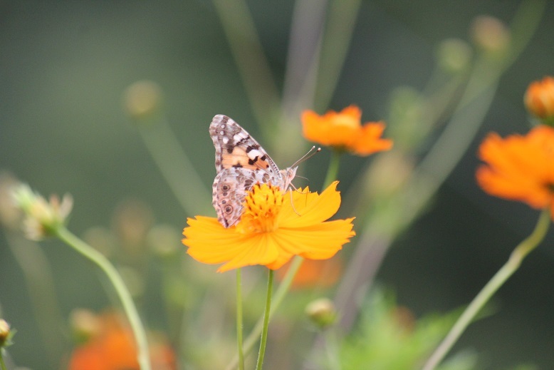 ヒメアカタテハ