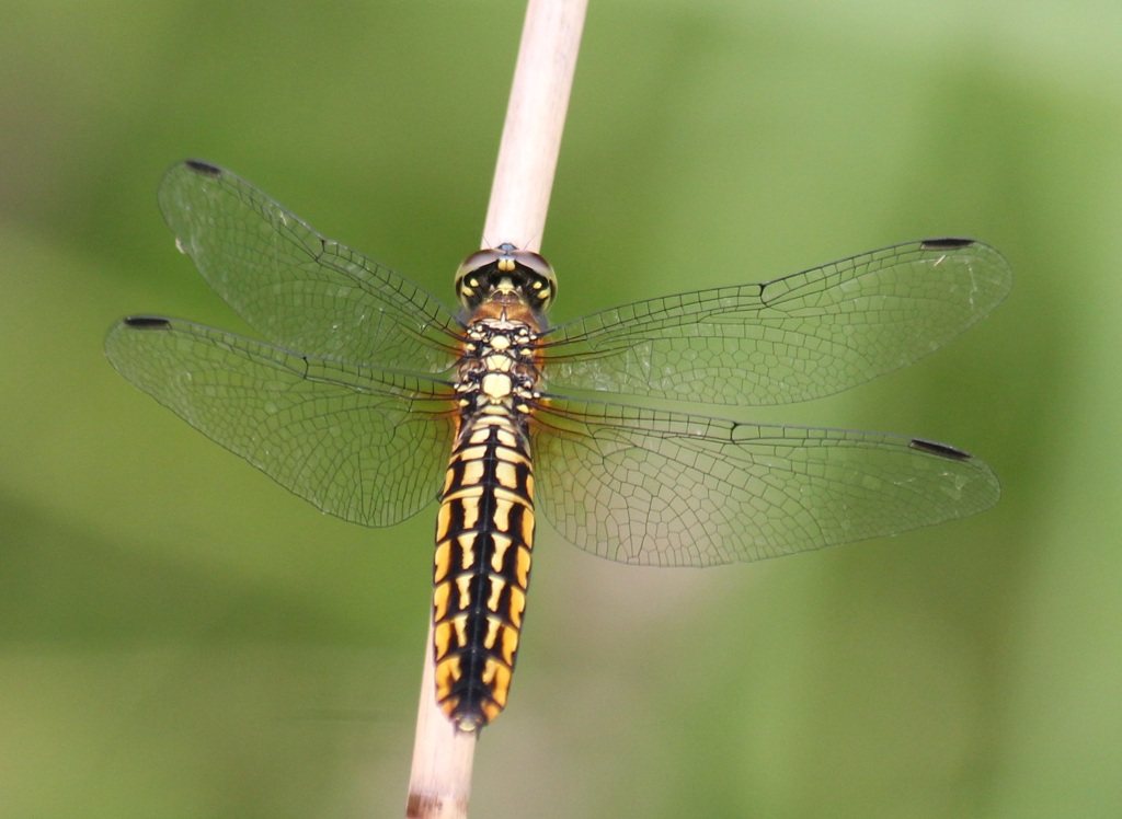 ハラビロトンボ　メス