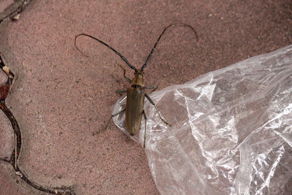 ミヤマカミキリ
