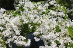 なんじゃもんじゃの花
