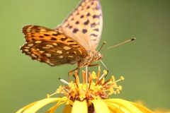 ギンボシヒョウモン