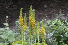 アキノキリンソウ