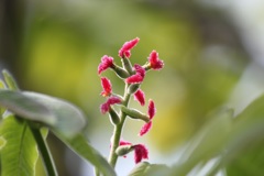 オニグルミの雌花