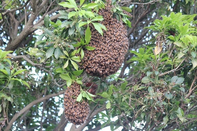 セイヨウミツバチの分蜂