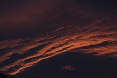 ピンクの夕日
