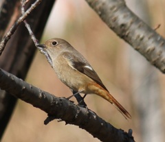 ジョビ子ちゃん