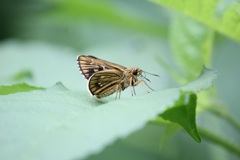 コチャバネセセリ