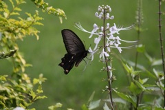 ジャコウアゲハ