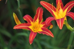 百合