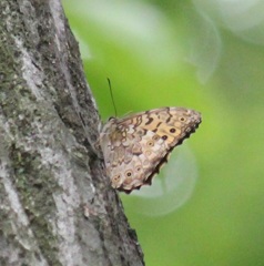 サトキマダラヒカゲ