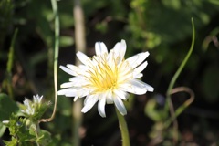 シロバナタンポポ