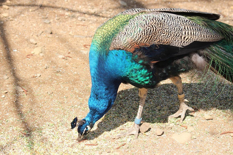 クジャク　多摩動物園