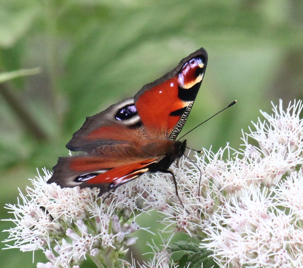 クジャクチョウ