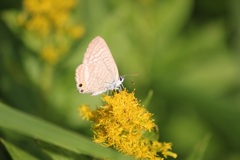 ウラナミシジミ