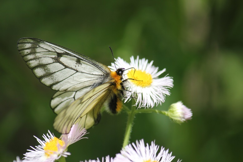 ウスバシロチョウ