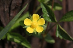 ヘビイチゴの花