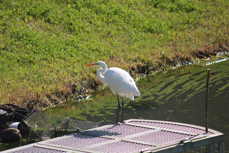 ダイサギ
