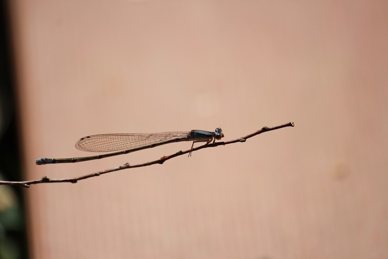 ホソミイトトンボ