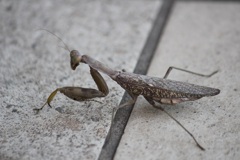 カマキリ