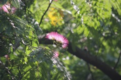 ネムノキの花