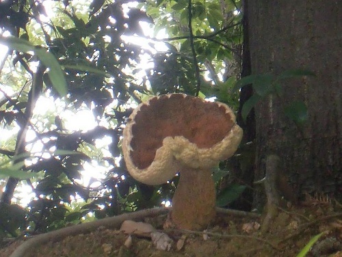 ヤマドリタケモドキ