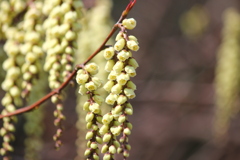 キブシの花