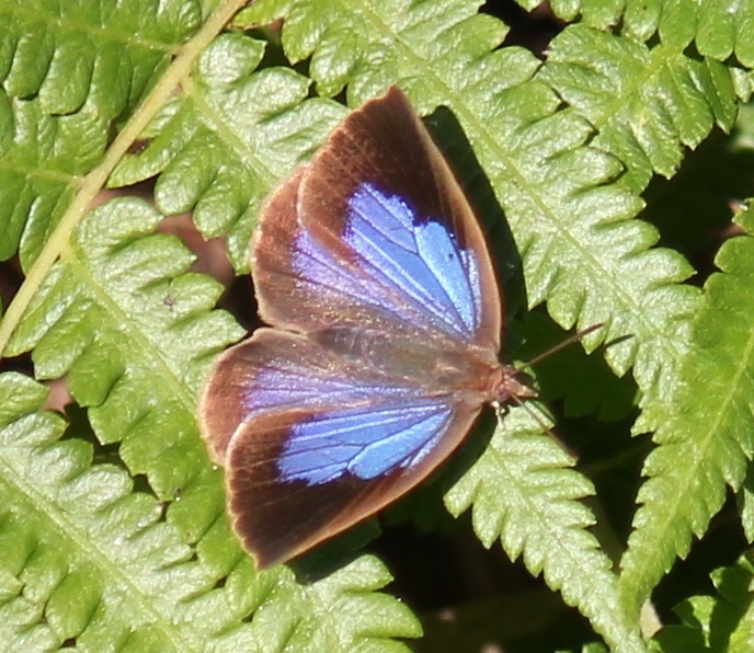 ムラサキシジミ　メス