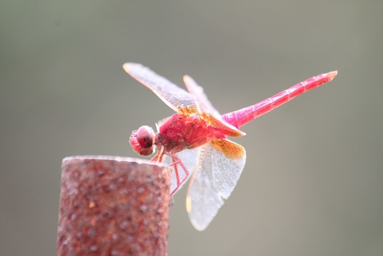 ショウジョウトンボ　倒立
