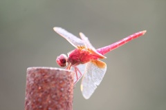 ショウジョウトンボ　倒立