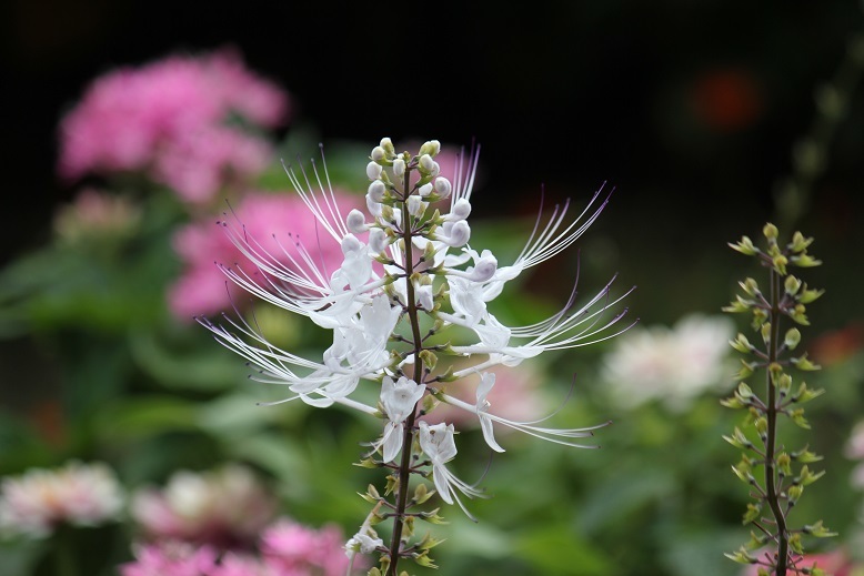 花　名前改め、ネコノヒゲ