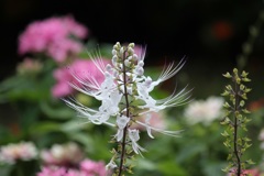 花　名前改め、ネコノヒゲ