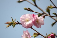 八重桜