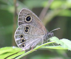 ヒメウラナミジャノメ