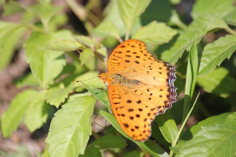 ツマグロヒョウモン　オス