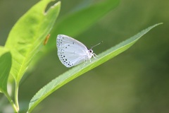 ウラゴマダラシジミ