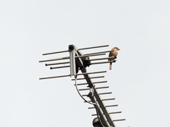 ジョビ子ちゃん