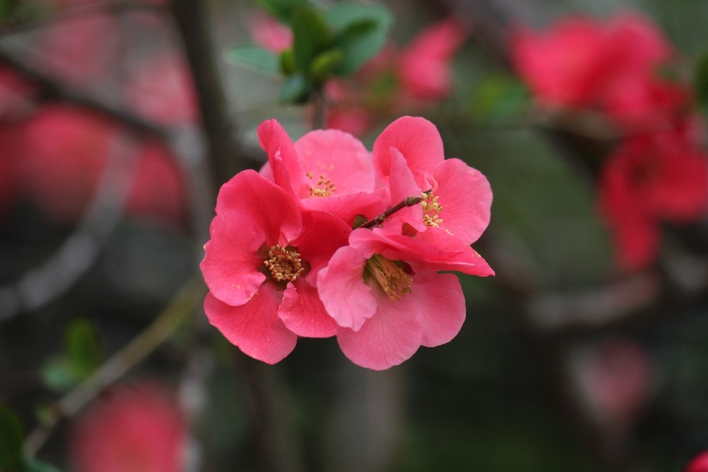 ボケの花