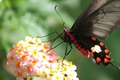 ベニモンアゲハ