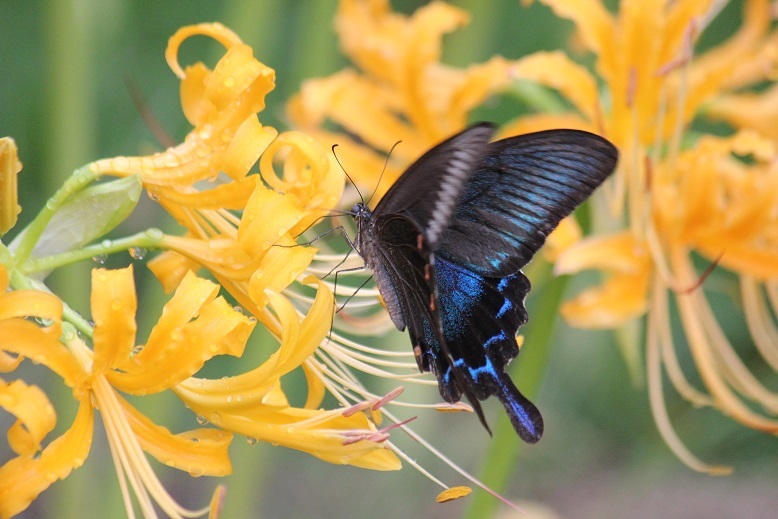 カラスアゲハ　オス