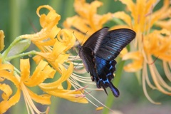 カラスアゲハ　オス