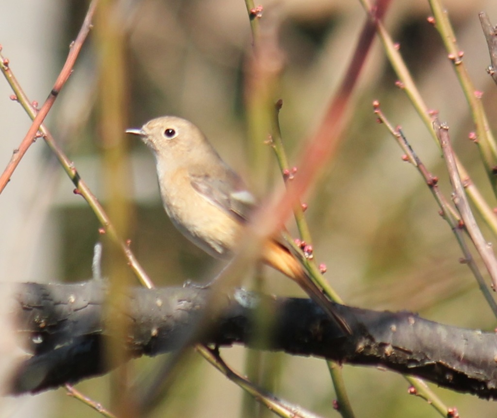 ジョビ子ちゃん